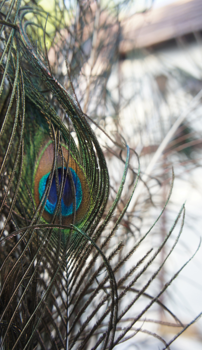 1.Photo_For_Peacock.jpg