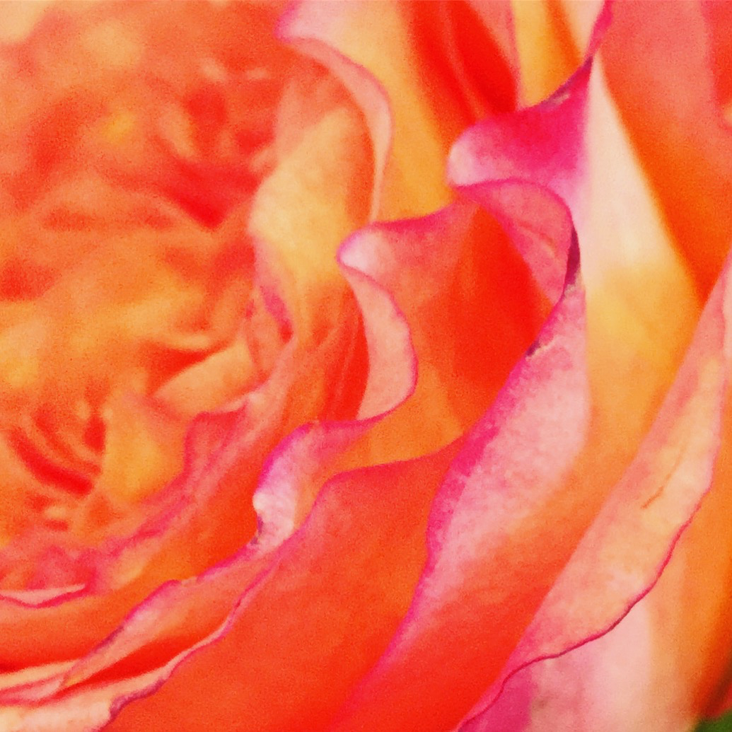 CacophonyofRoses-Source.jpg