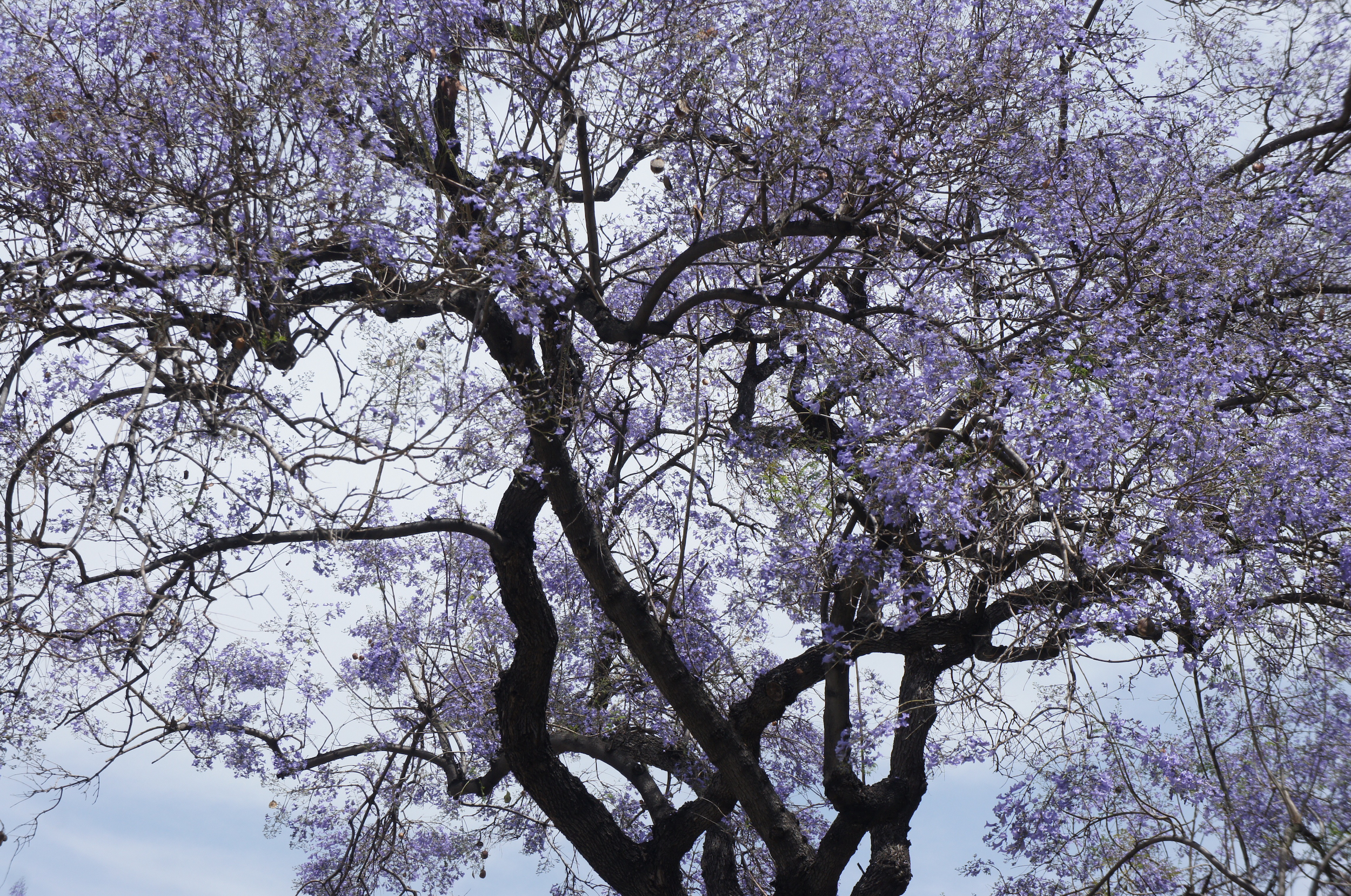 jacarandafinal-source.jpg