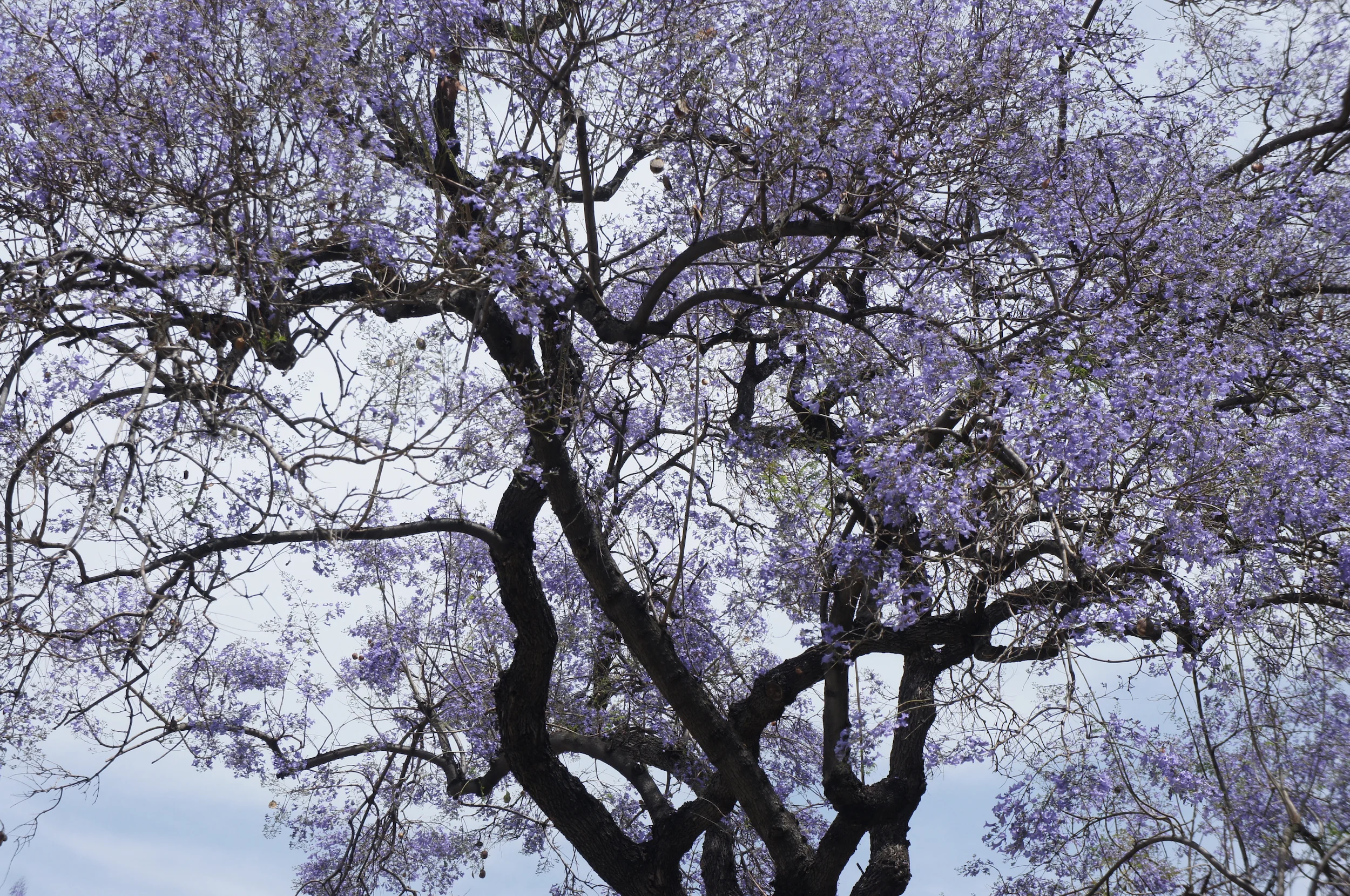 jacarandafinal-source.jpg