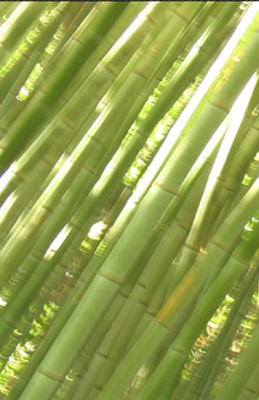 Louise_Jane_Wannier.LightSprays.72dpi 2.jpg