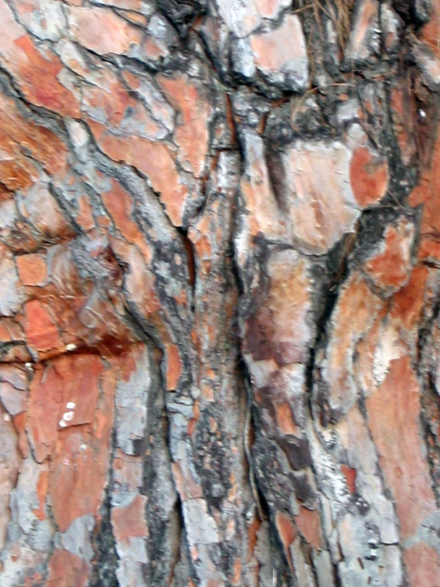 032Reef_Bark.jpg