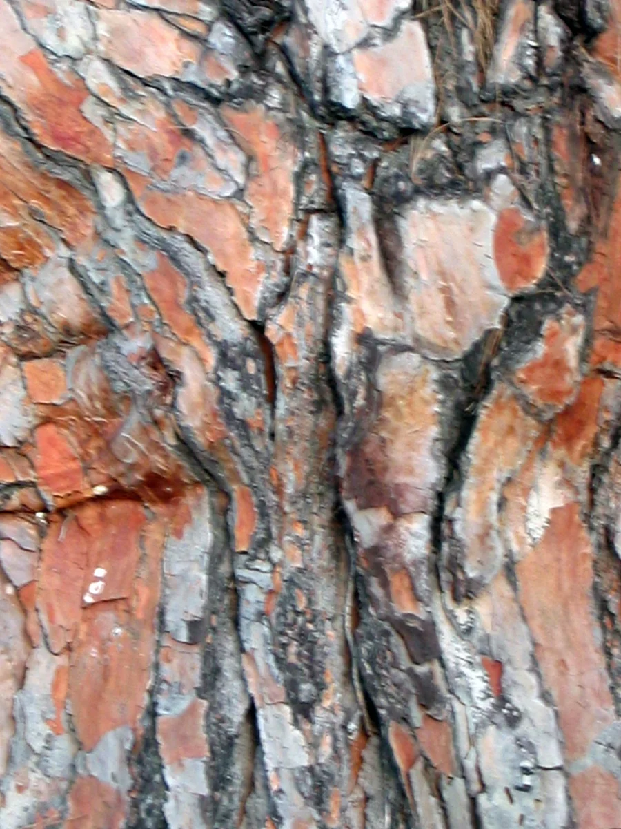 032Reef_Bark.jpg