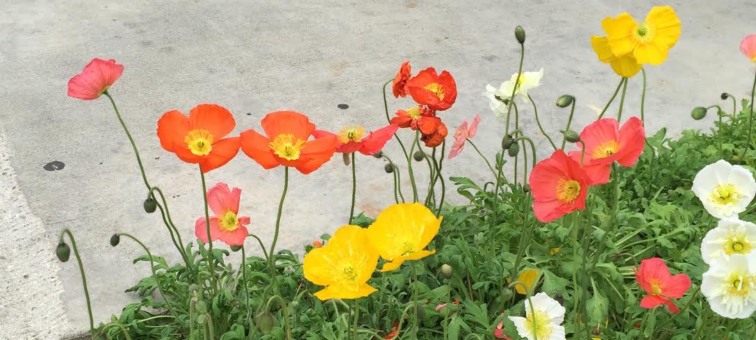 Sea of Poppies inspiration photo.jpg
