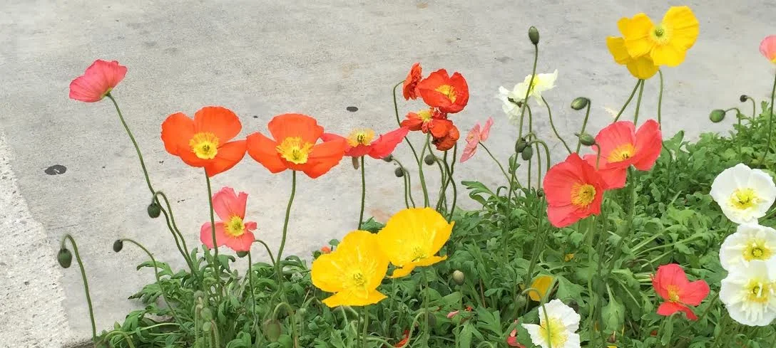 Sea of Poppies inspiration photo.jpg
