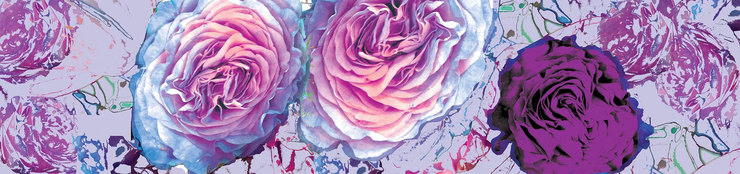 Cacophony of Roses.Website Banner.jpg