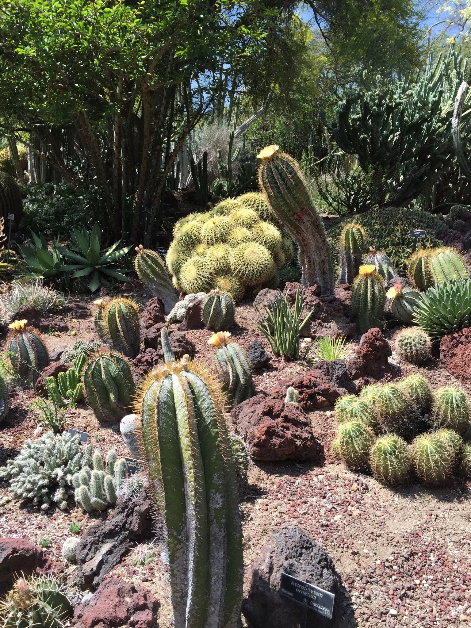 Huntington Gardens. Pasadena, CA