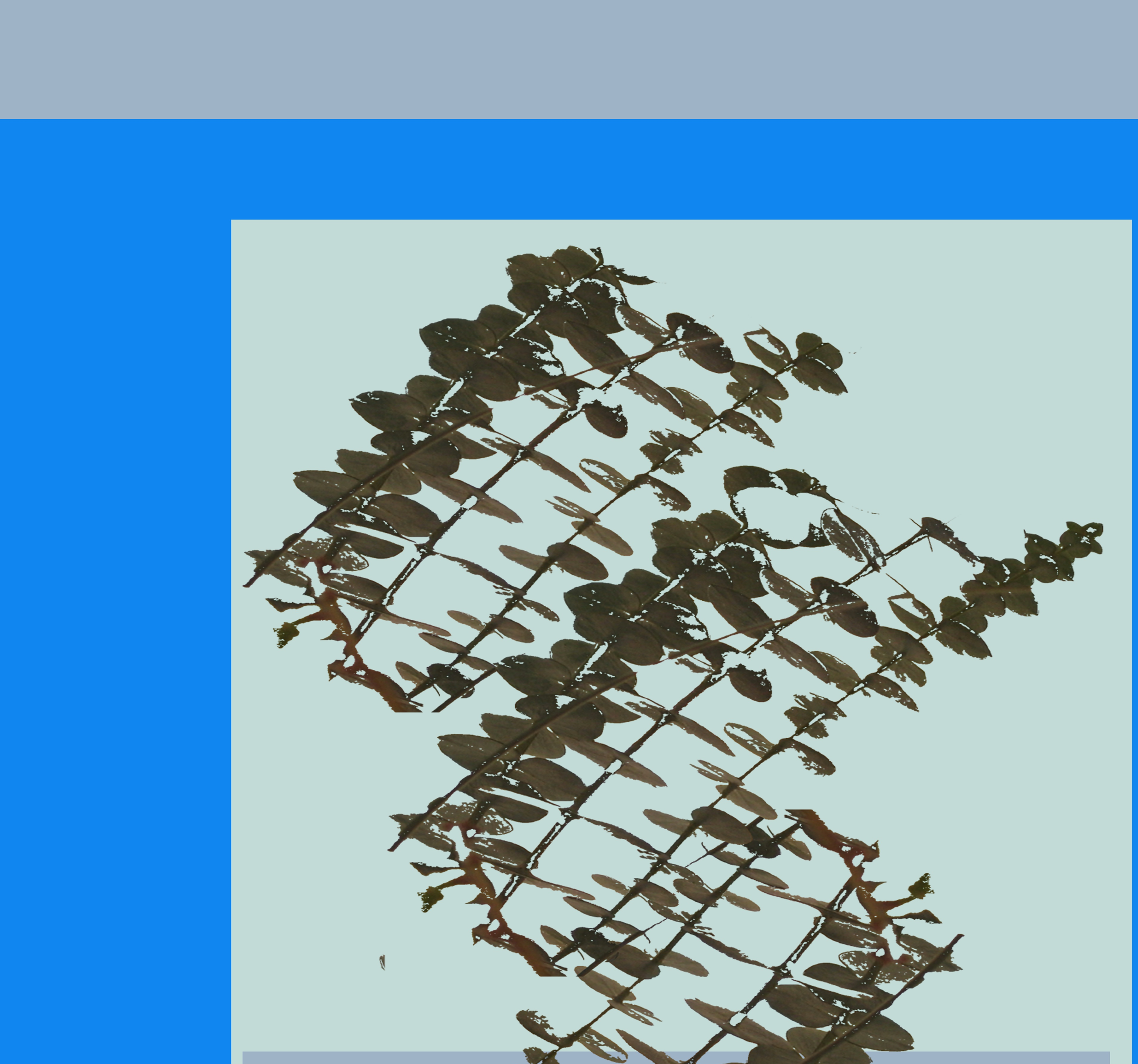 RS7a.leaves.square.2021.LouisJane_detail.png