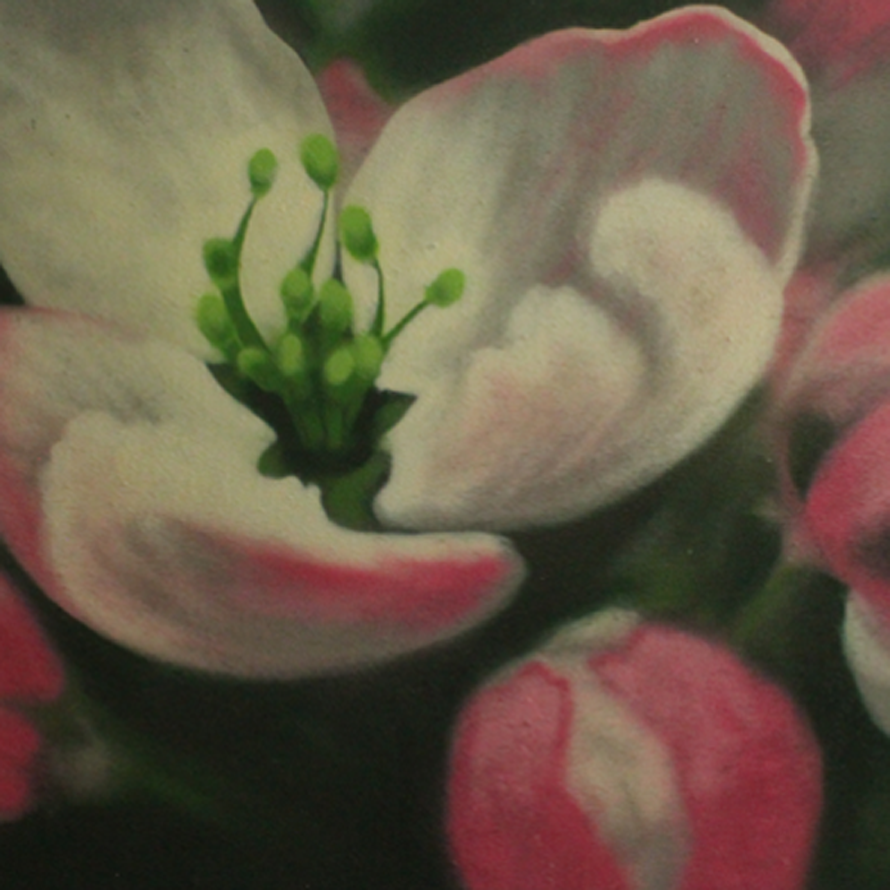 AppleBlossom.png