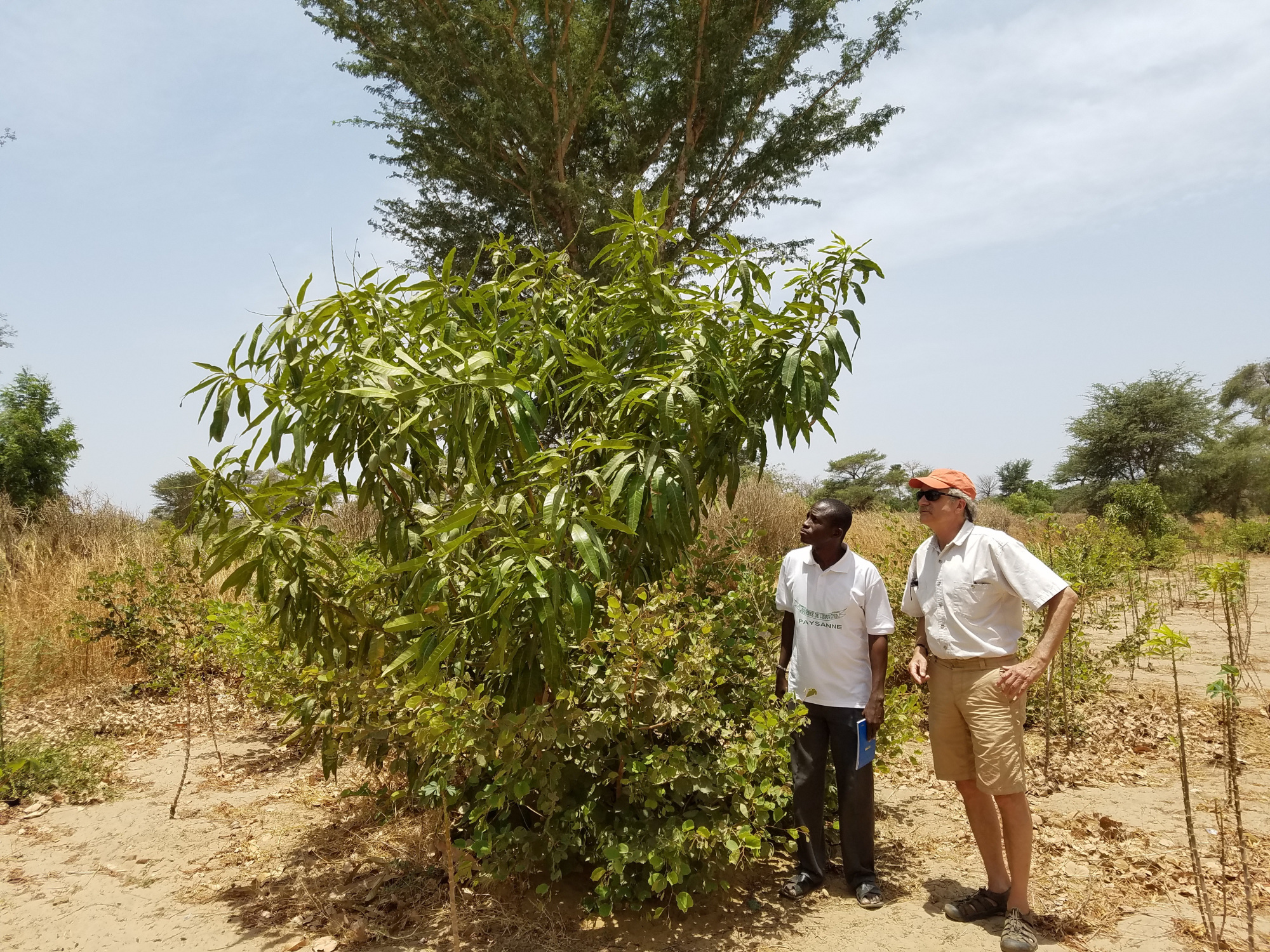 richard-and-ibrahima-looking-at-4yr-mango-in-shrub.jpg