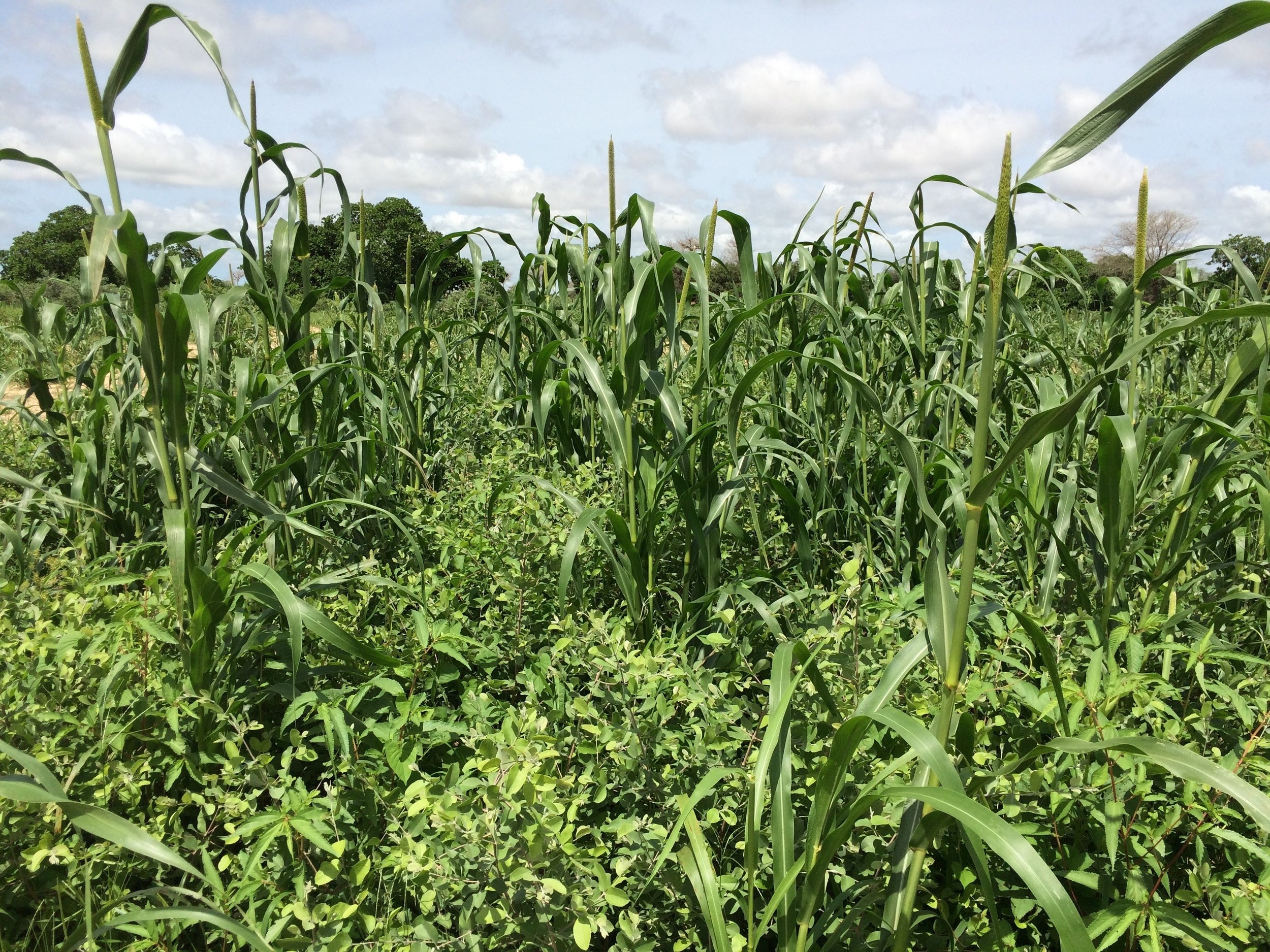 millet with gueira plot.jpg