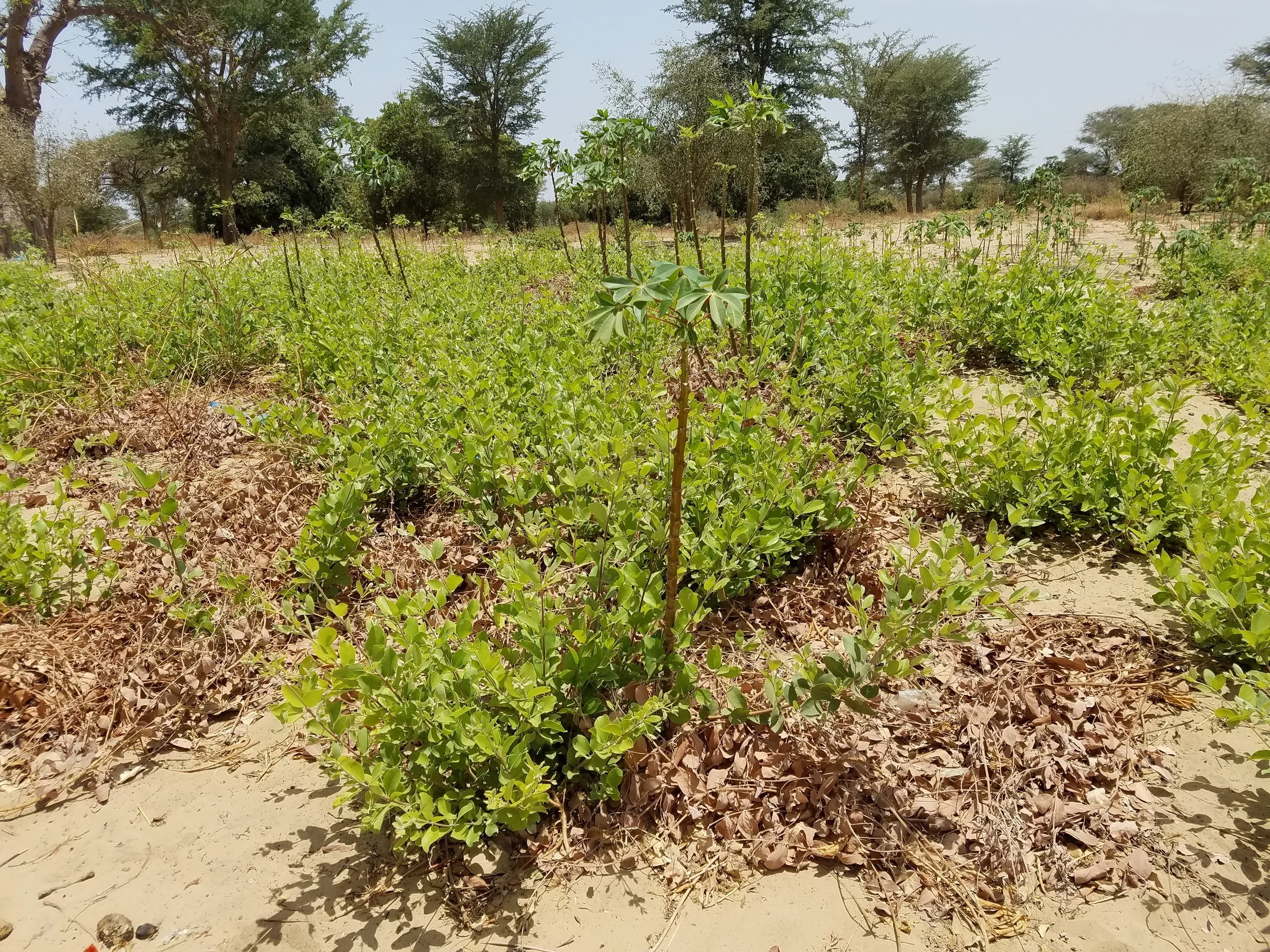 Cassava Grown with Shrubs