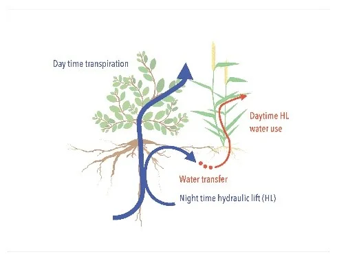 Bogie, N., Bayala, R., Diedhiou, I., Conklin, M., Fogel, M., Dick, R., and Ghezzehei, T. 2008. Hydraulic redistribution by native sahelian shrubs : bioirrigation to resis in-season drought. Frontiers in Environmental Science https://doi.org/10.3389/fenvs.2018.00098 .