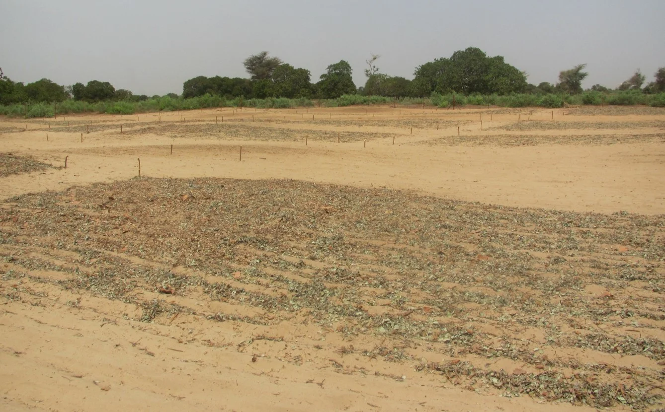 Darker soils are from long-term Optimized Shrub System management beginning in 2004 - resulting in significantly higher soil fertility. Dossa, E.L. M. Khouma, I. Diedhiou, M. Sene, F. Kizito, A.N. Badiane, S.A.N. Samba, and R.P. Dick. Carbon, nitrogen and phosphorus mineralization potential of semiarid Sahelian soils amended with native shrub residues Geoderma 148:251–260 Lufafa, A., I. Diédhiou, S. Ndiaye, M. Séné, M. Khouma, F. Kizito, R.P. Dick, and J.S. Noller. 2008. Carbon stocks and patterns in native shrub communities of Sénégal’s Peanut Basin. Geoderma 146: 75-82. Lufafa, A., Wright, D., Bolte, J., Diédhiou, I., Khouma, M., Kizito, F., Dick, R.P., Noller, J.S., 2008. Regional carbon stocks and dynamics in native woody shrub communities of Senegal’s Peanut Basin. Agriculture, Ecosystems and Environment 128:1–11.