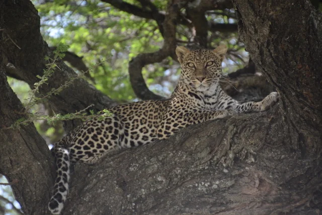 Serengeti’s Elusive Leopard