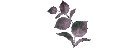 botanical3.png