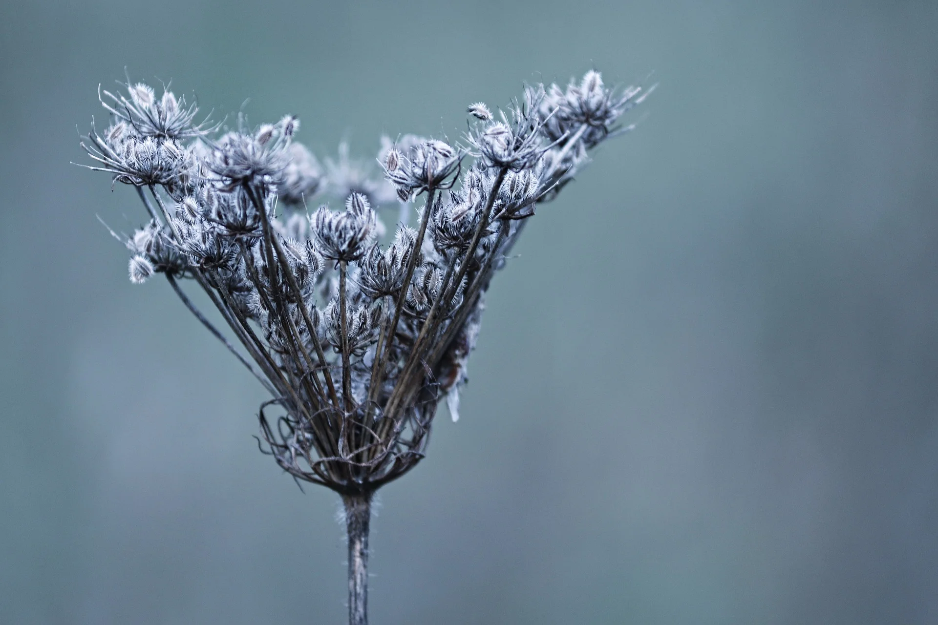 Winterdistel.jpg