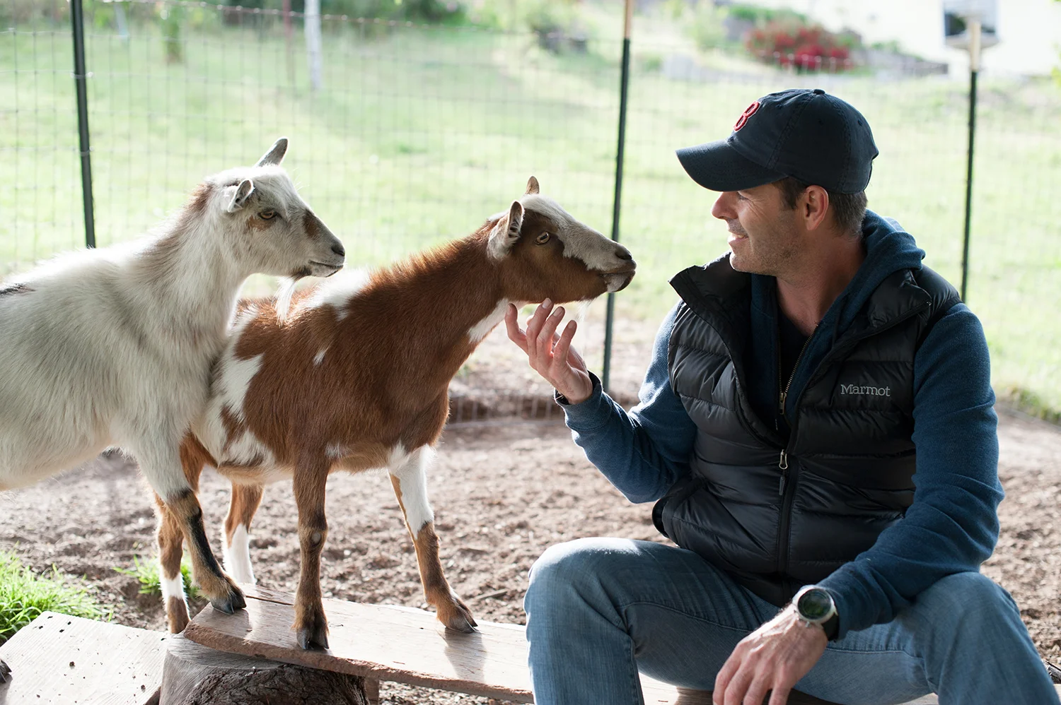 RodneyGoats.jpg