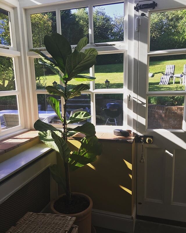 Gorgeous light this morning, it&rsquo;s in stripes. I love my plant from my gorgeous friend. It loving the lockdown life and light. Plants in the home have well reported benefits for your mental health, plus they look so lovely. @thebasementflorist i