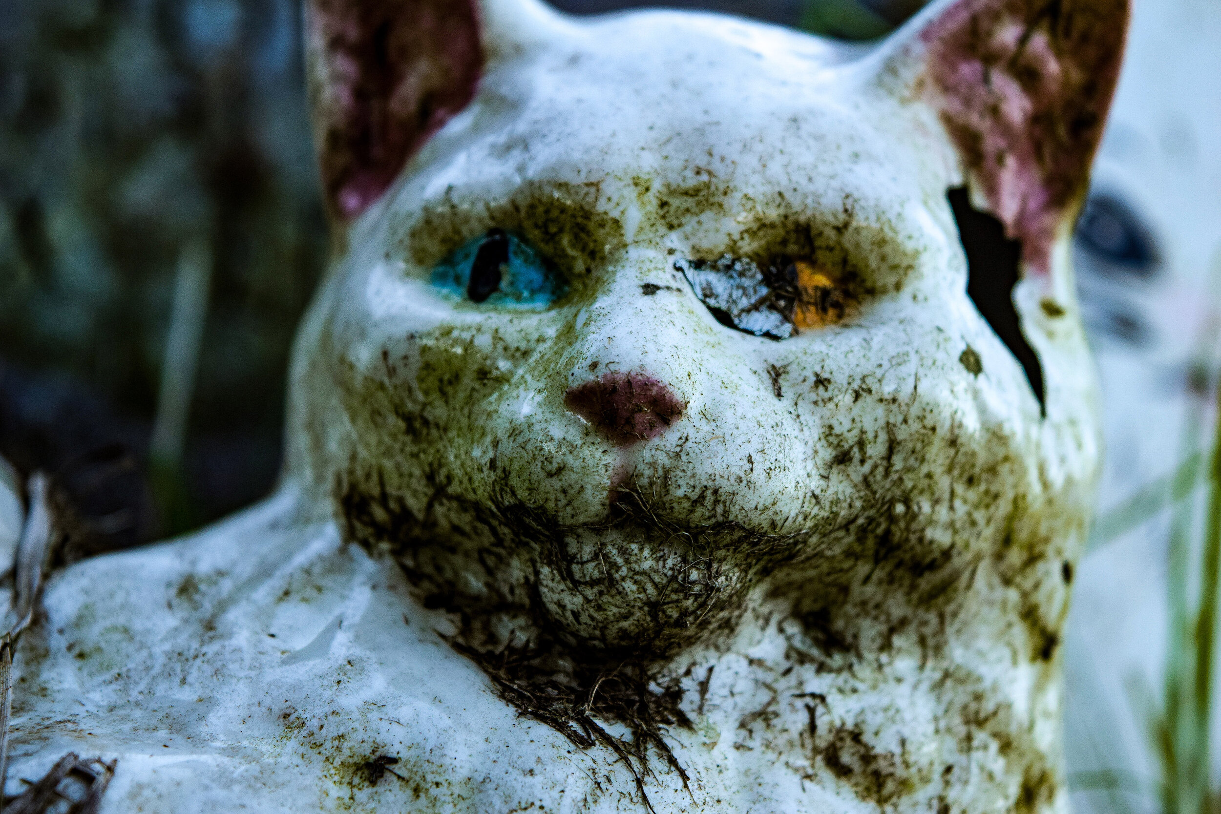 Kitty (Matted Print) 