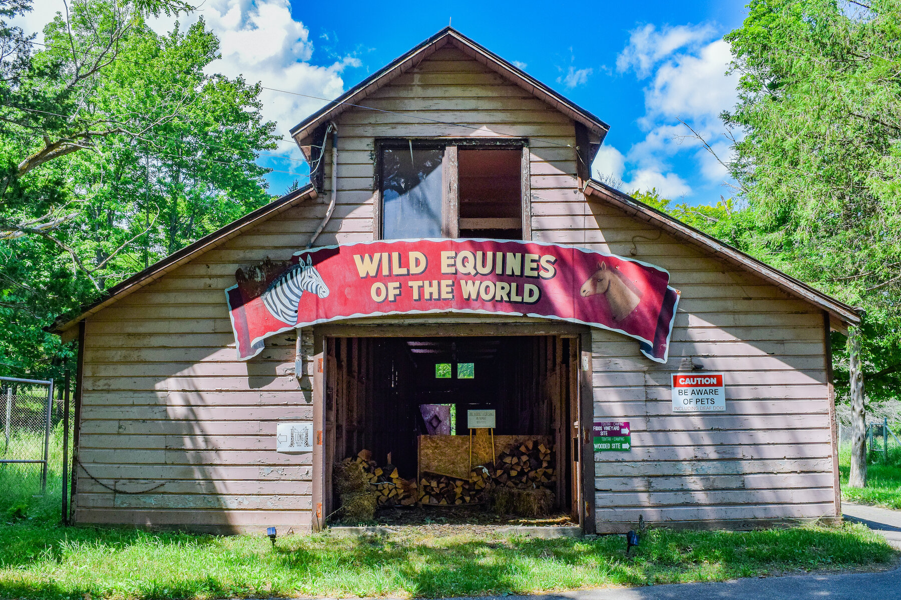 Wild Equines of the World 