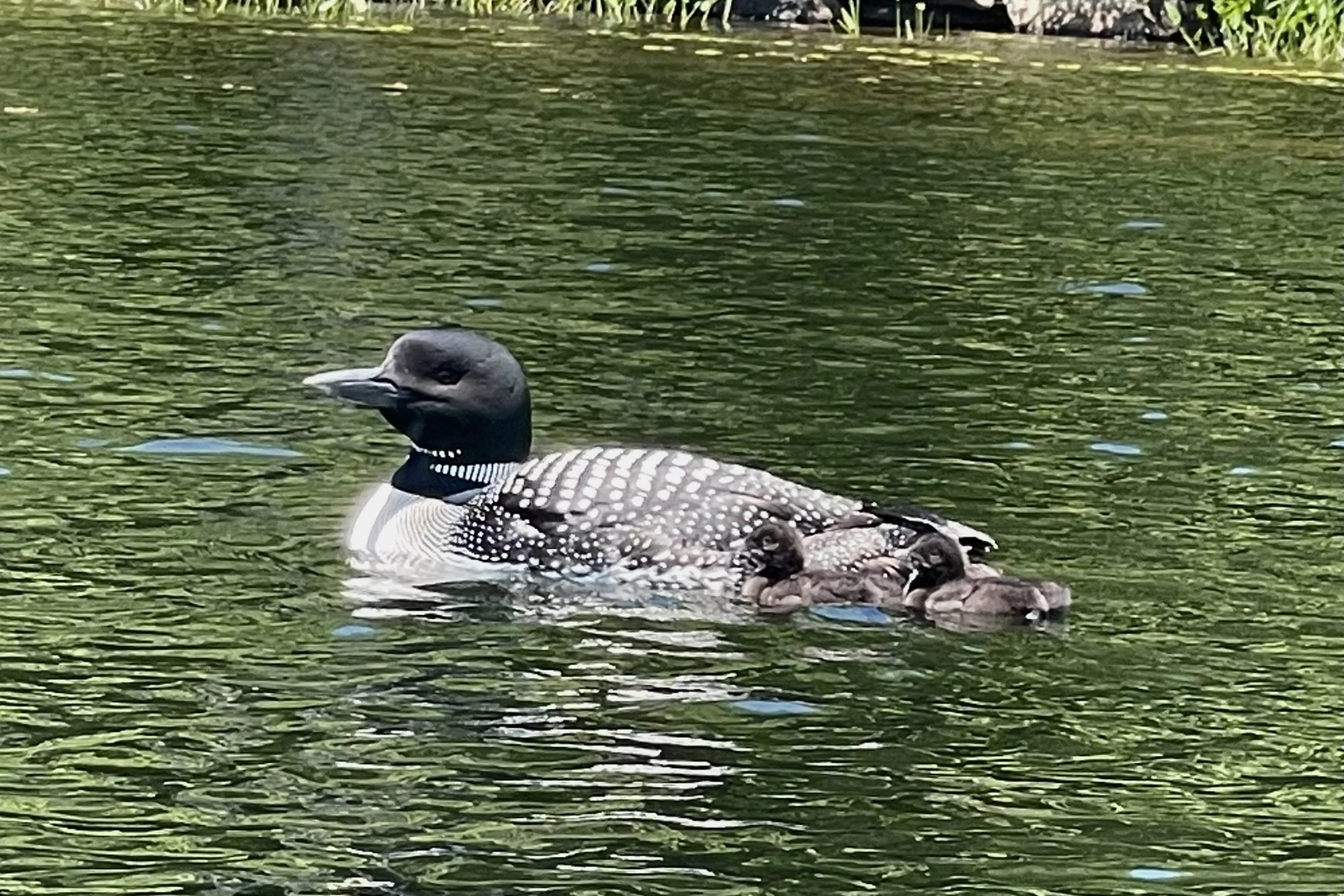 Male loon with chicks, Sheri O'Brien, 2022