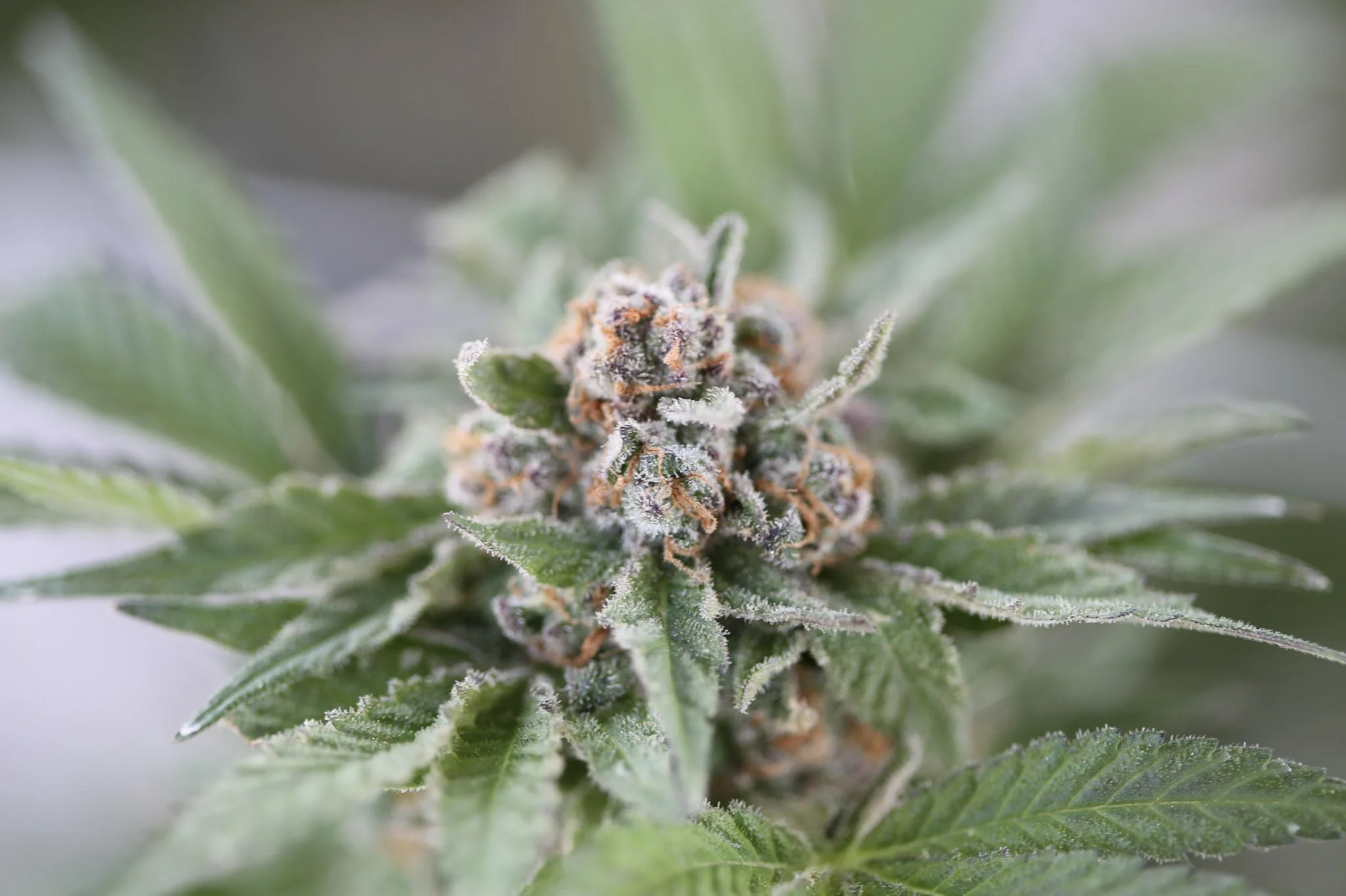 What are Solvent Extracts?