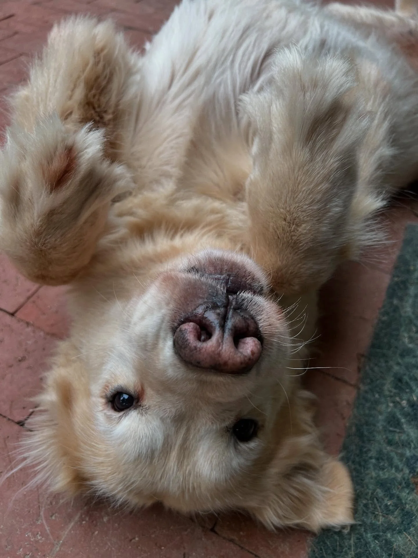 The derpiest, happiest, most lovingest pup there ever was. There wasn&rsquo;t a person you couldn&rsquo;t befriend or kiss you wouldn&rsquo;t give. Love you Bails ❤️