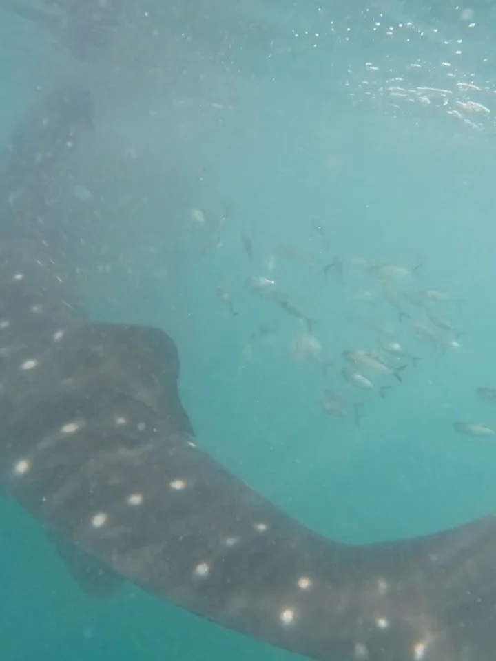 Hands down the most amazing thing about my trip to La Paz was the amazing animal encounters I had. From snorkeling with whale sharks, to swimming with sea turtles, to befriending sea lions, cats, and dogs, getting to be so up close and personal with 