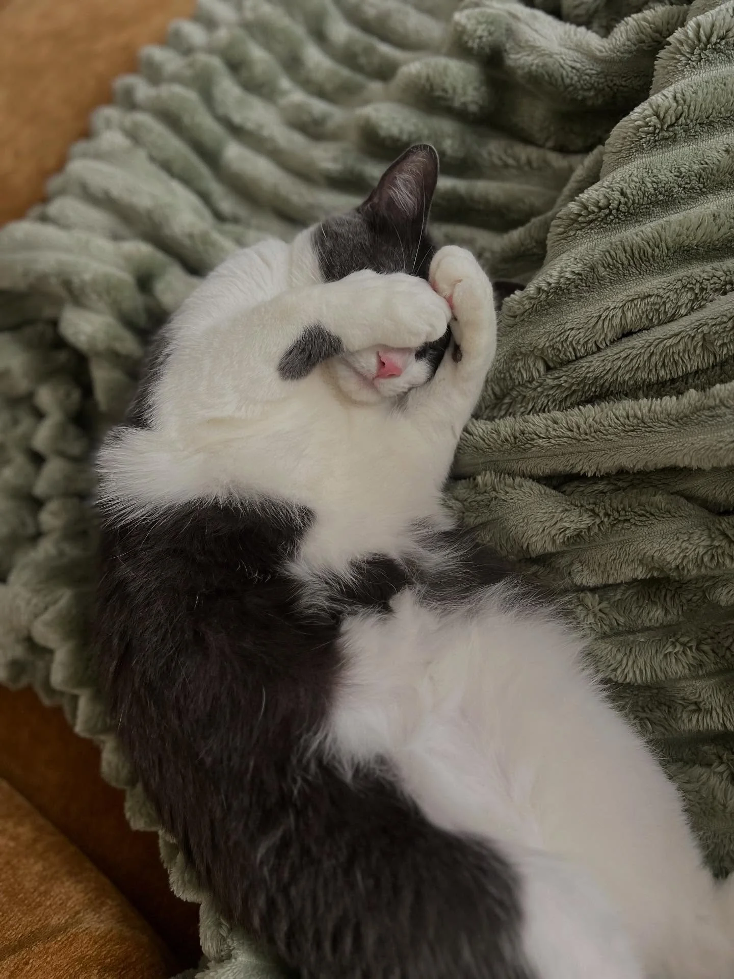 A year ago today I brought home this little cutie. It&rsquo;s been a year full of belly rubs, hallway inspections, gremlin antics, and of course all the snuggles. 

I&rsquo;m so grateful this little angel baby/chaos demon found her way to me. Love yo