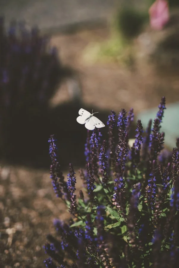 June 2026 Clinical Supervision Topic: Processing Emotions through the AEDP Change Triangle