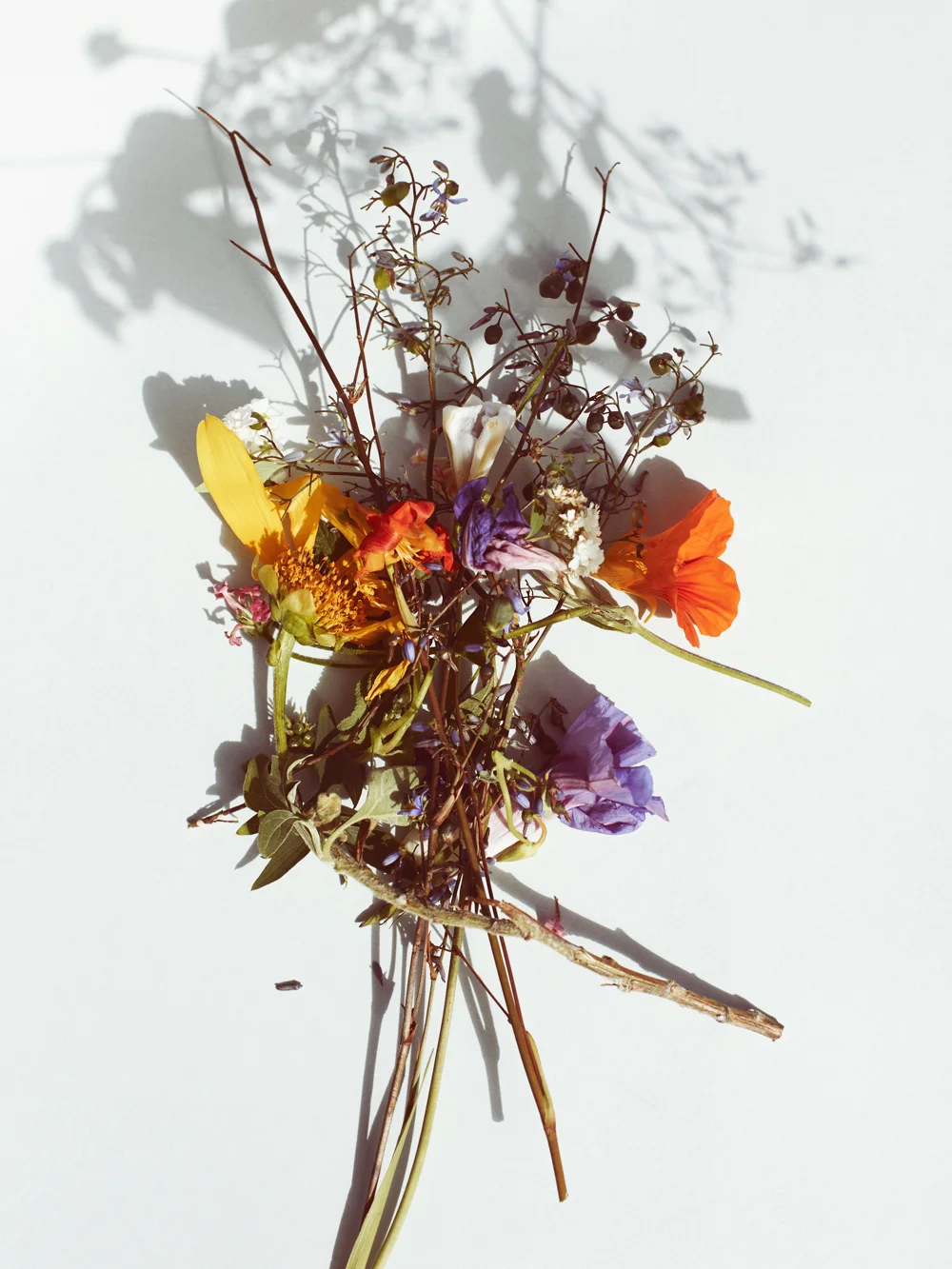 Wildflowers_ADeSimone_SHOT05.jpg