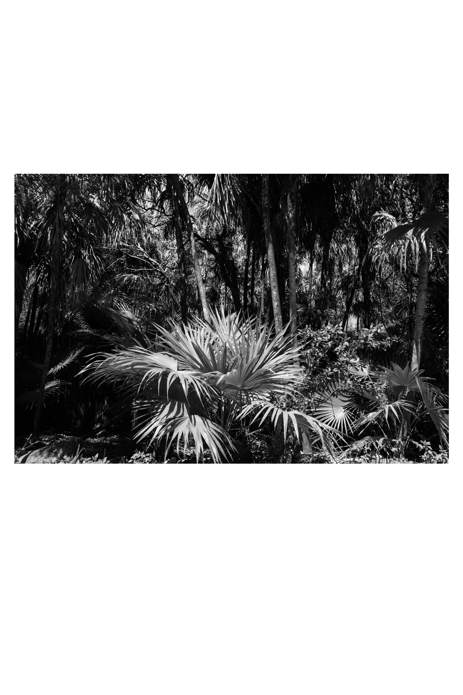 PrintShop_Tulum_PalmintheSun_2x3layout5.jpg