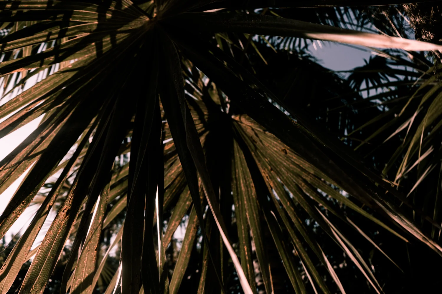2019_Tulum_6023.jpg