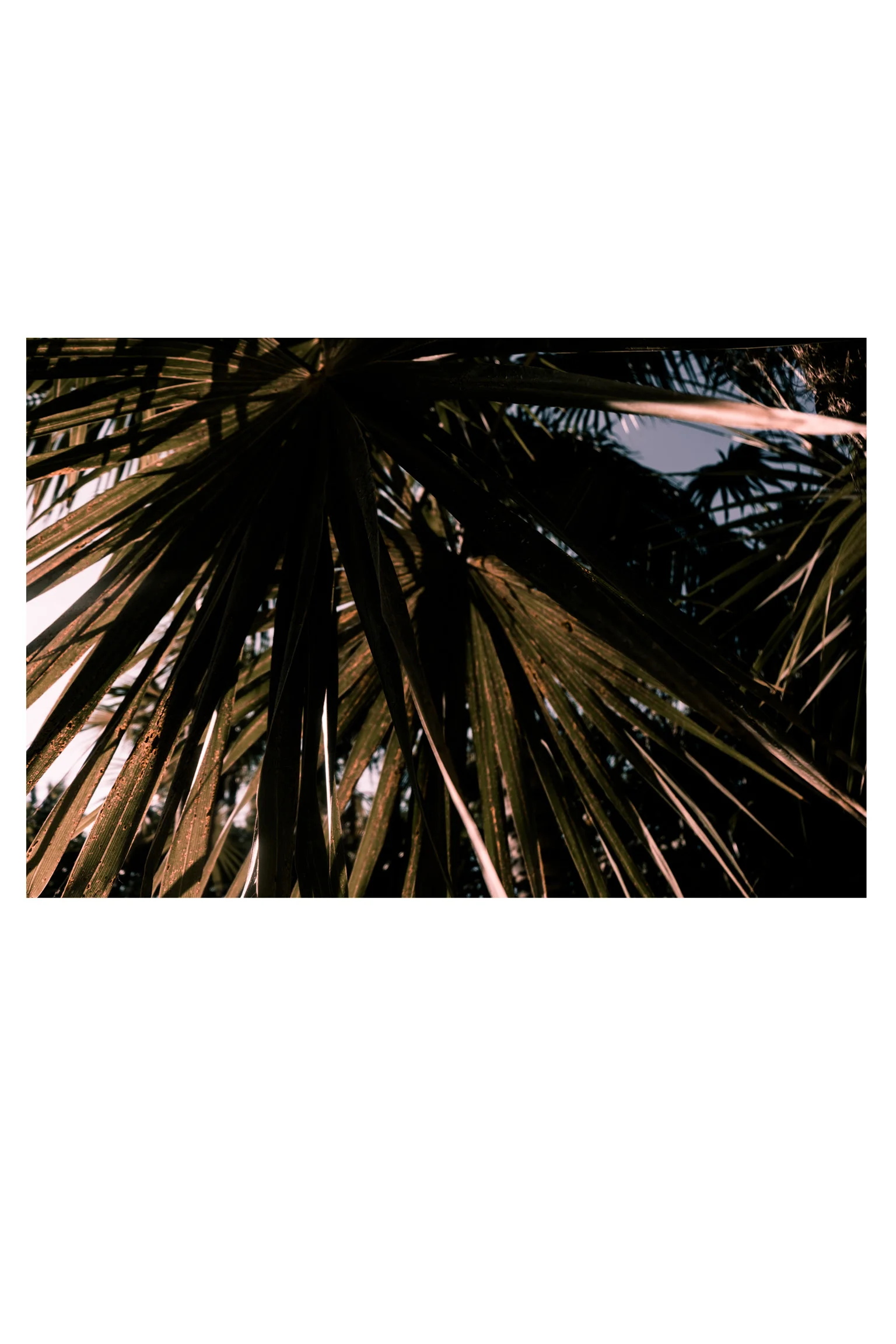 PrintShop_Tulum_FallingPalm_2x3layout4.jpg