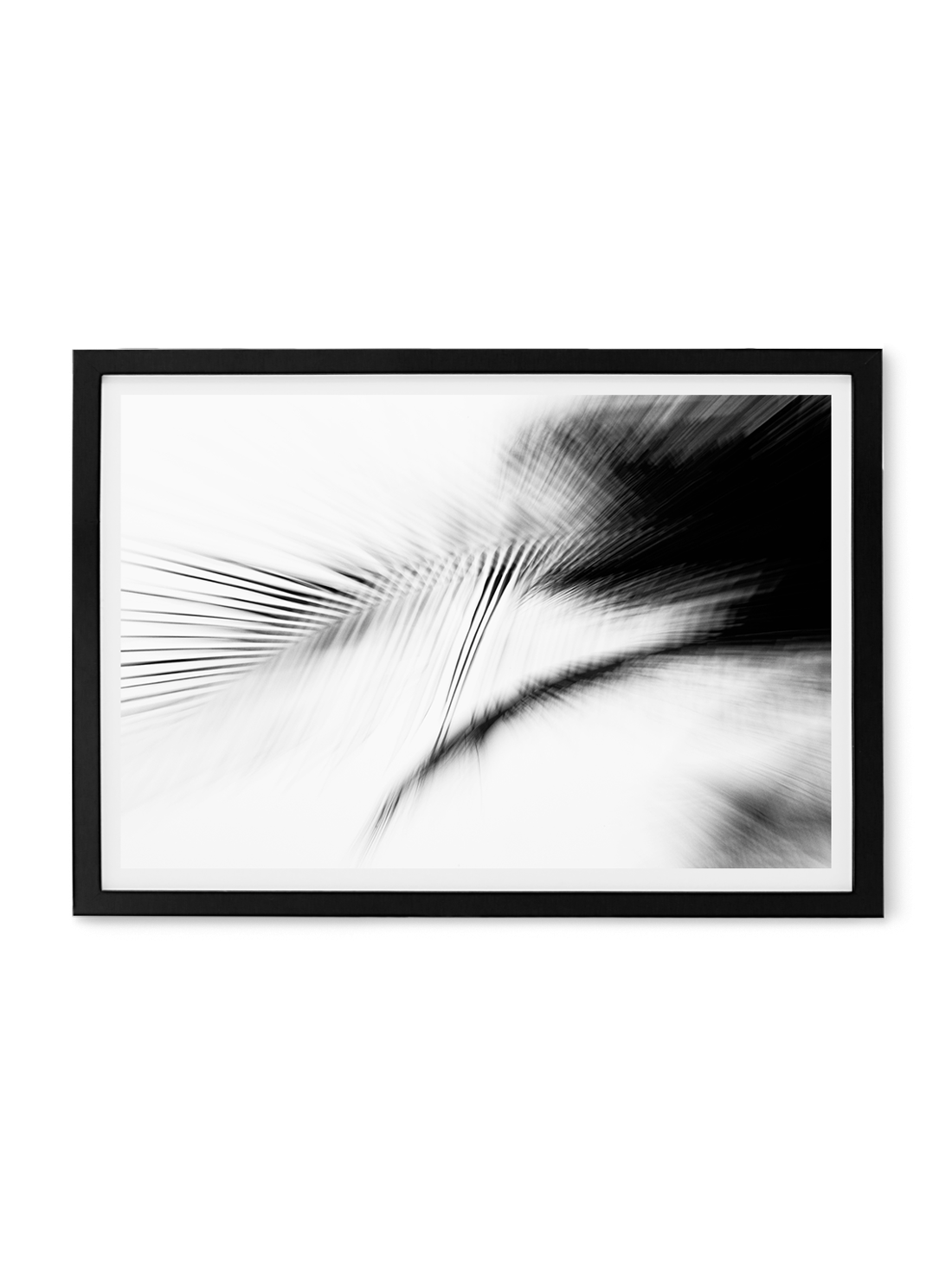  Abstract black and white palm leaf fine art print. 
