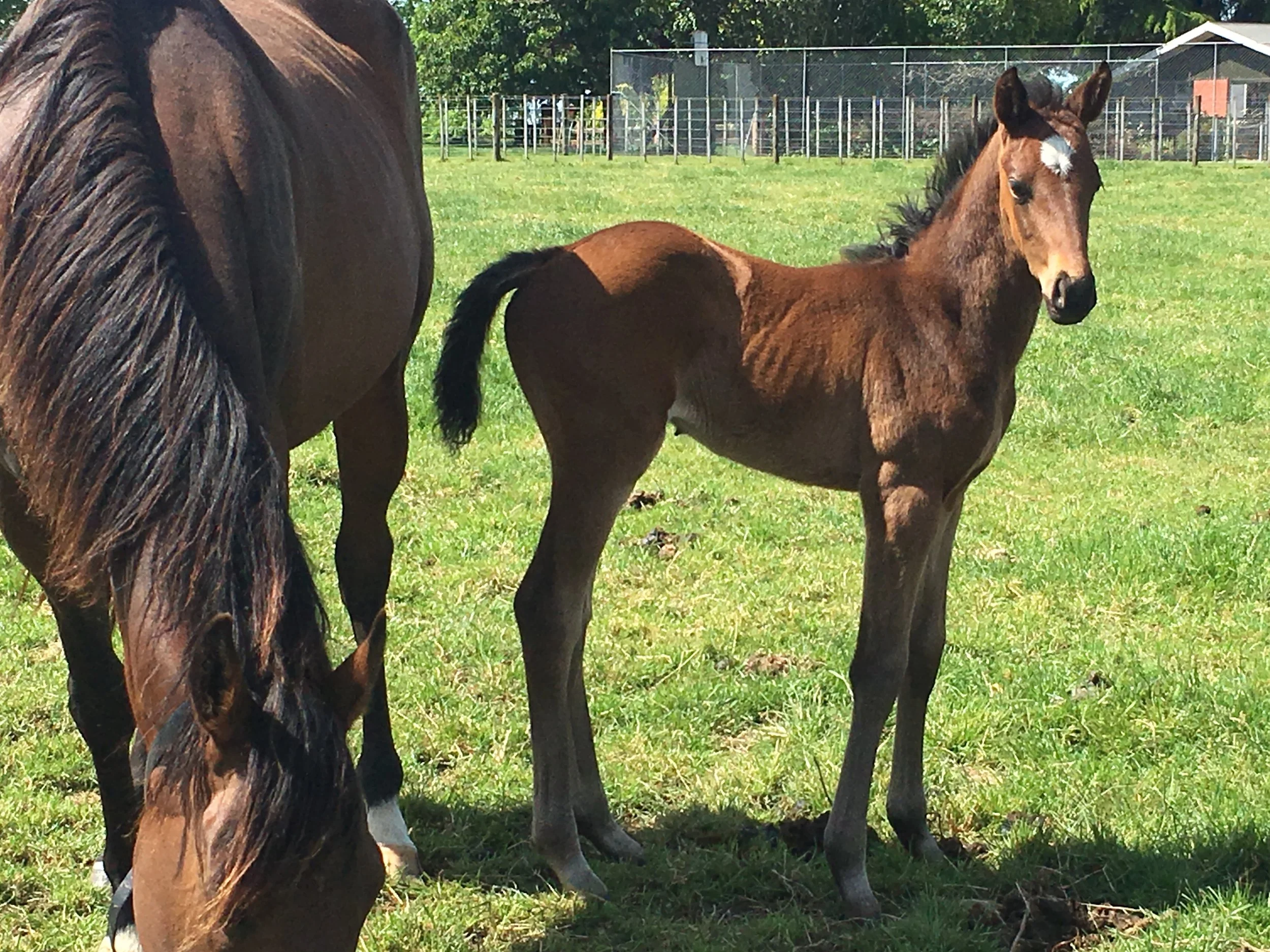 14 day old filly by Echoes of Heaven out of Super Dash.