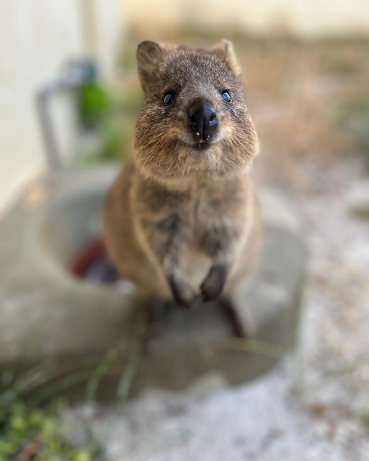 Rottnest Island is just 20 kms across the Indian Ocean from Perth.  It&rsquo;s about beaching, biking and quokkas &hellip; Great spot for a very low-key family holiday!! 

#rottnestisland #quokkas #summer #tourismwa