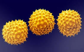 Pollen.jpg
