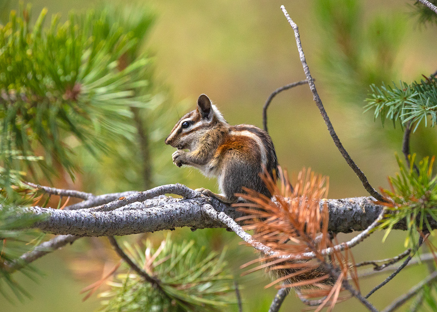 Close up of chipmunk in pine tree