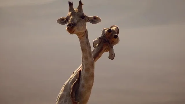 Big Beasts Last Of The Giants_002.jpg