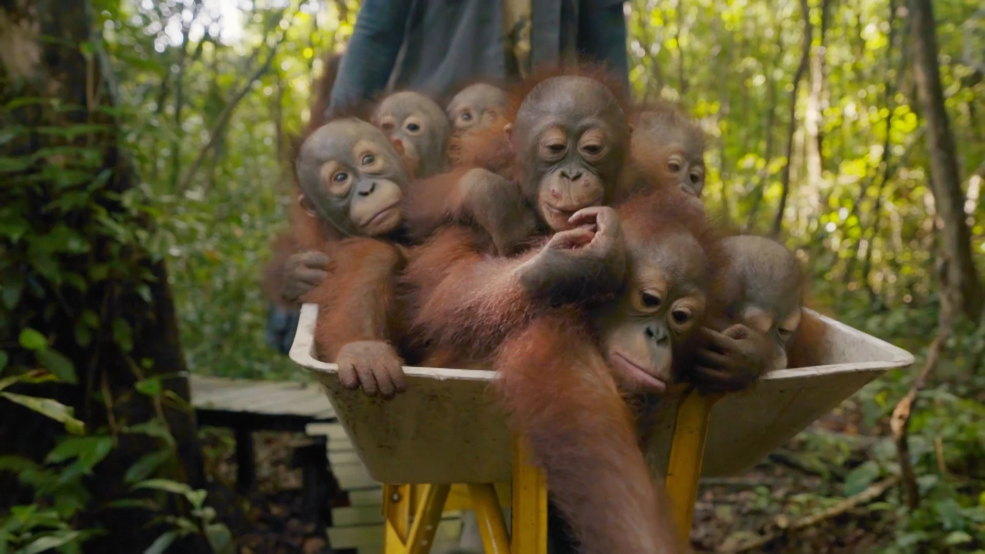 Red Ape-Saving the Orangutan_003.jpg