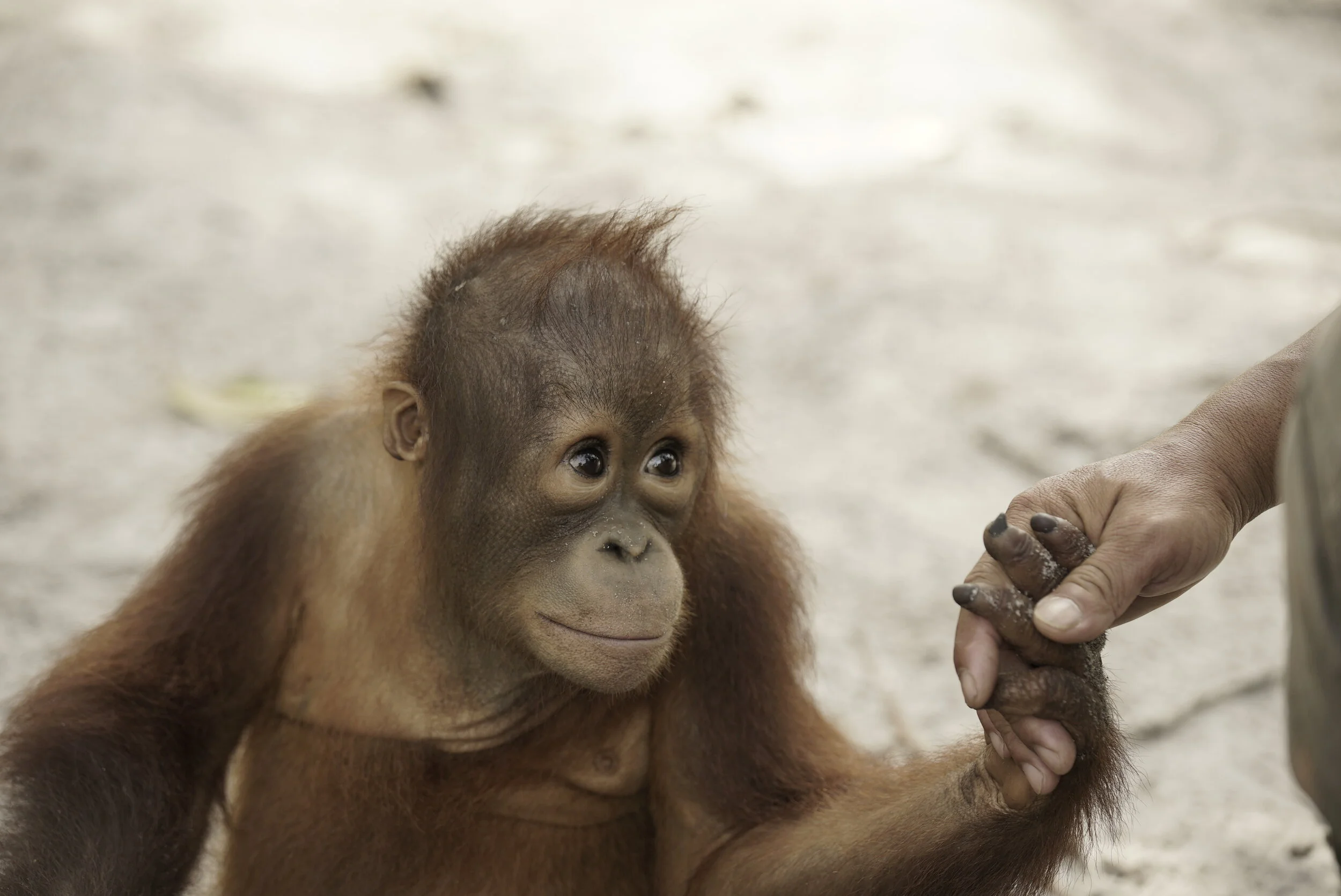 Jelapat OJS1 - _DSC8073.JPG