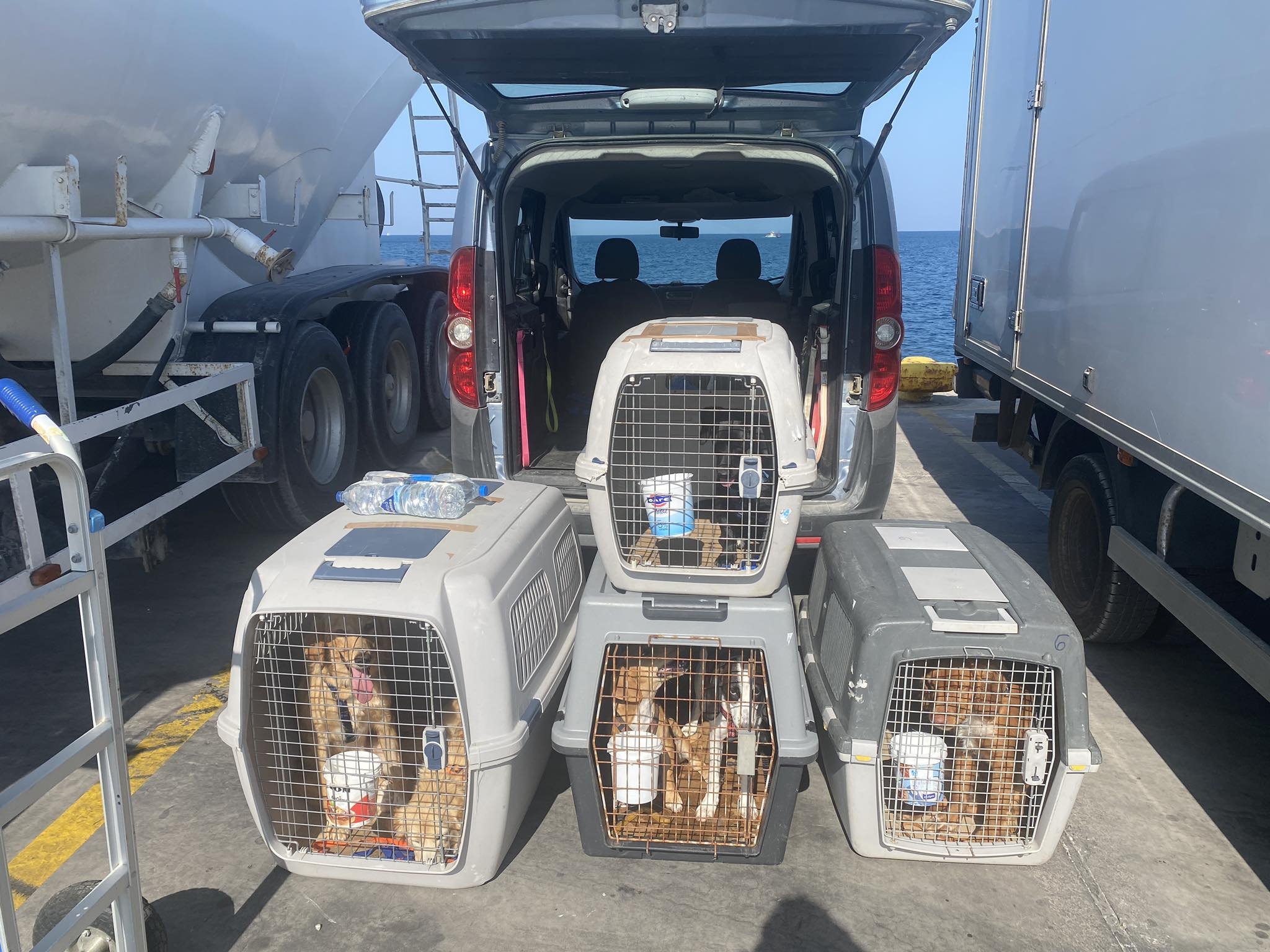     The pets arrive at the port of Paros from the shelter  