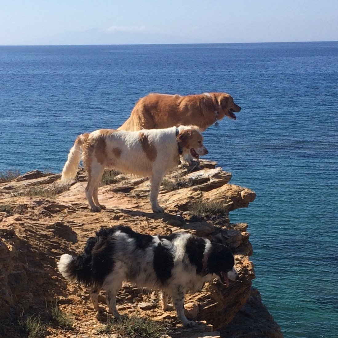 Finn, Dillon and Murphy