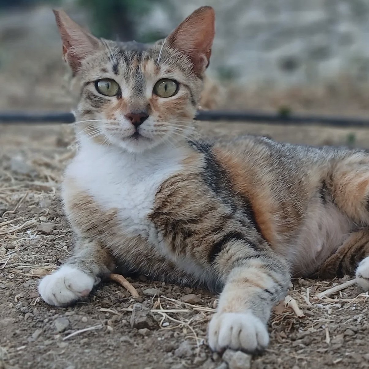Coco