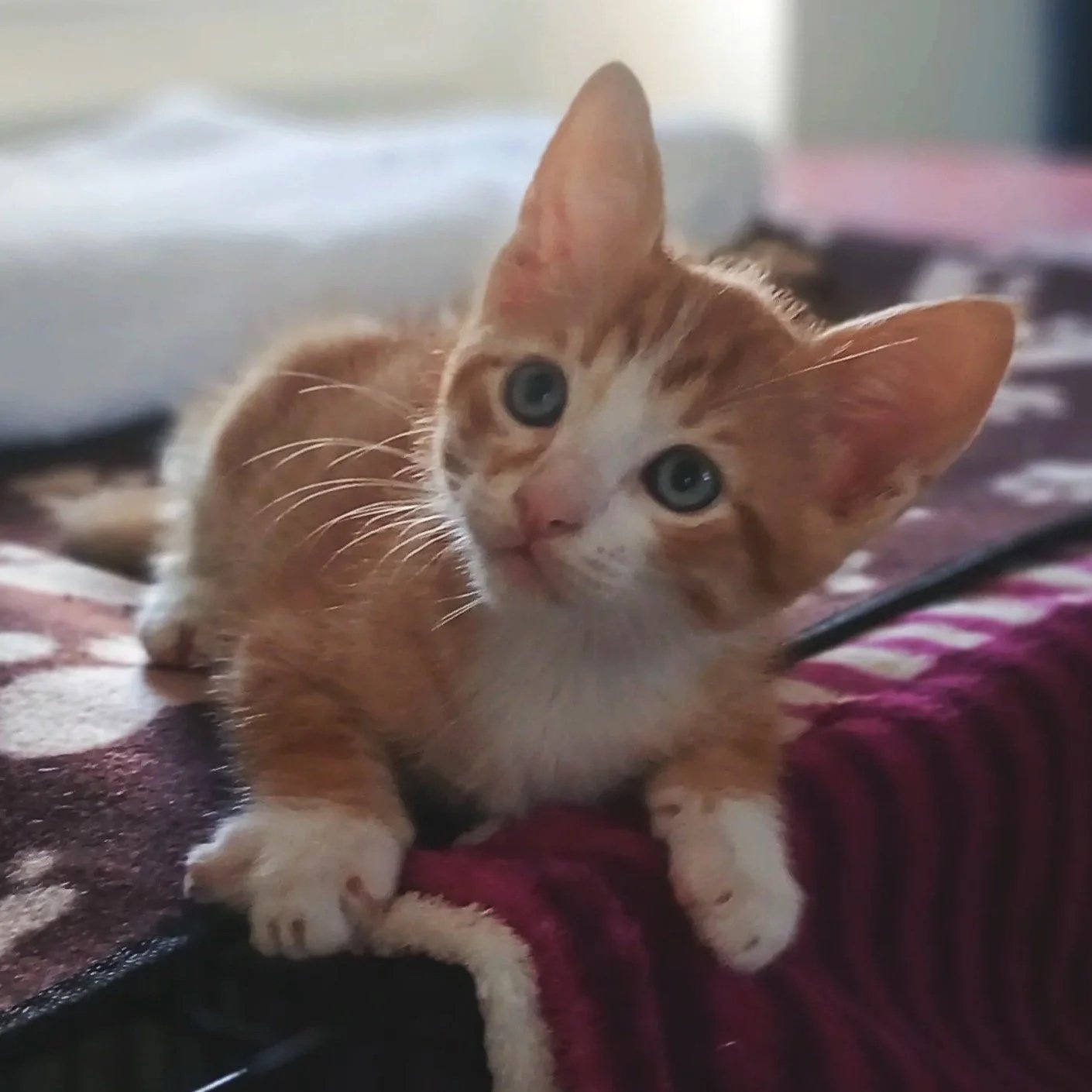 Chico