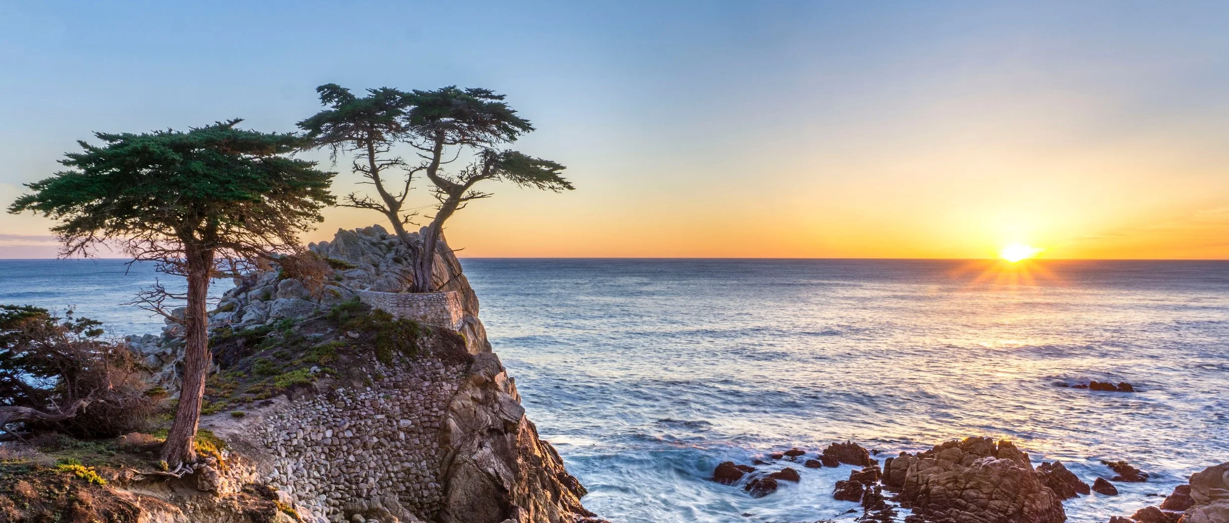 Photo - cypress tree.jpg