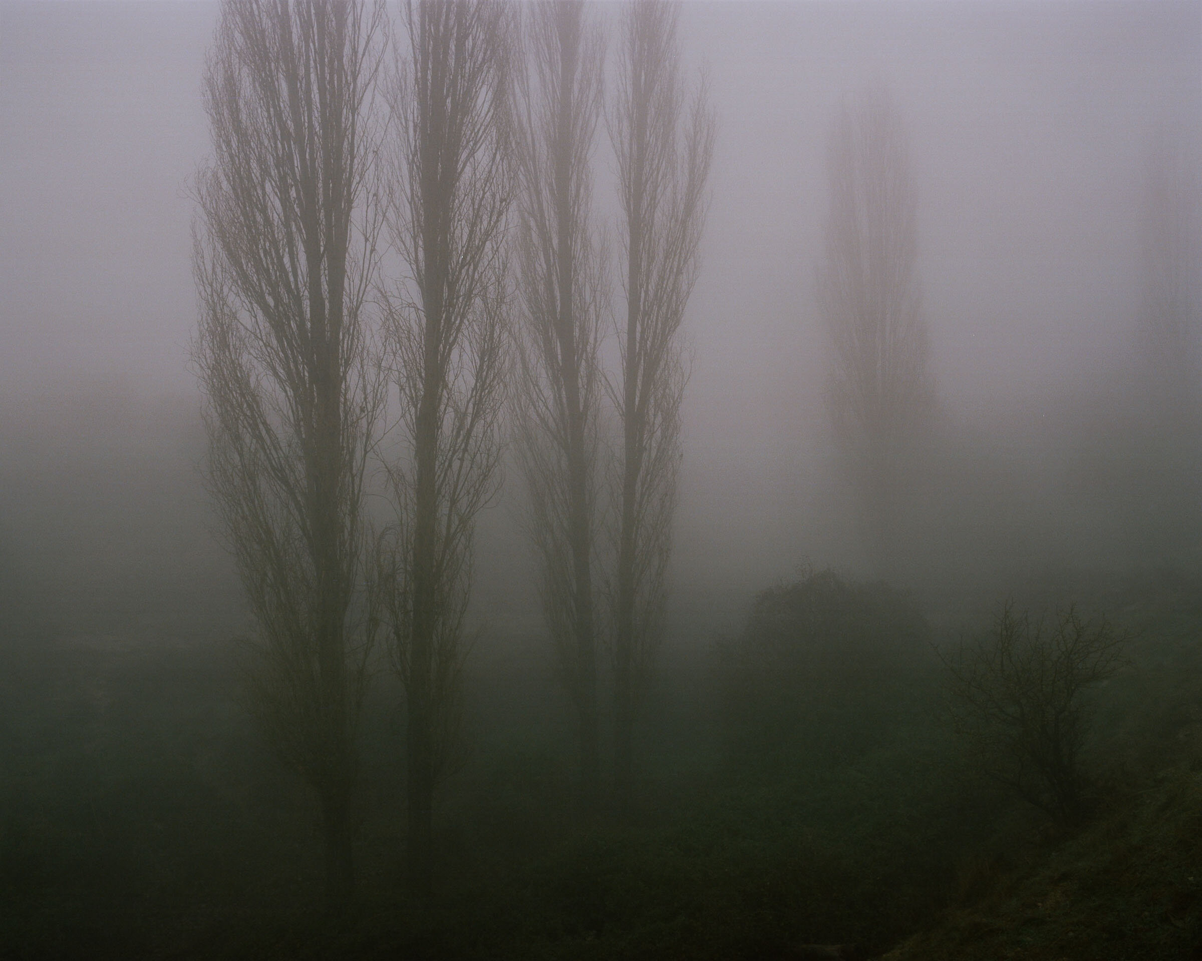 trees in fog, epirus, 2015