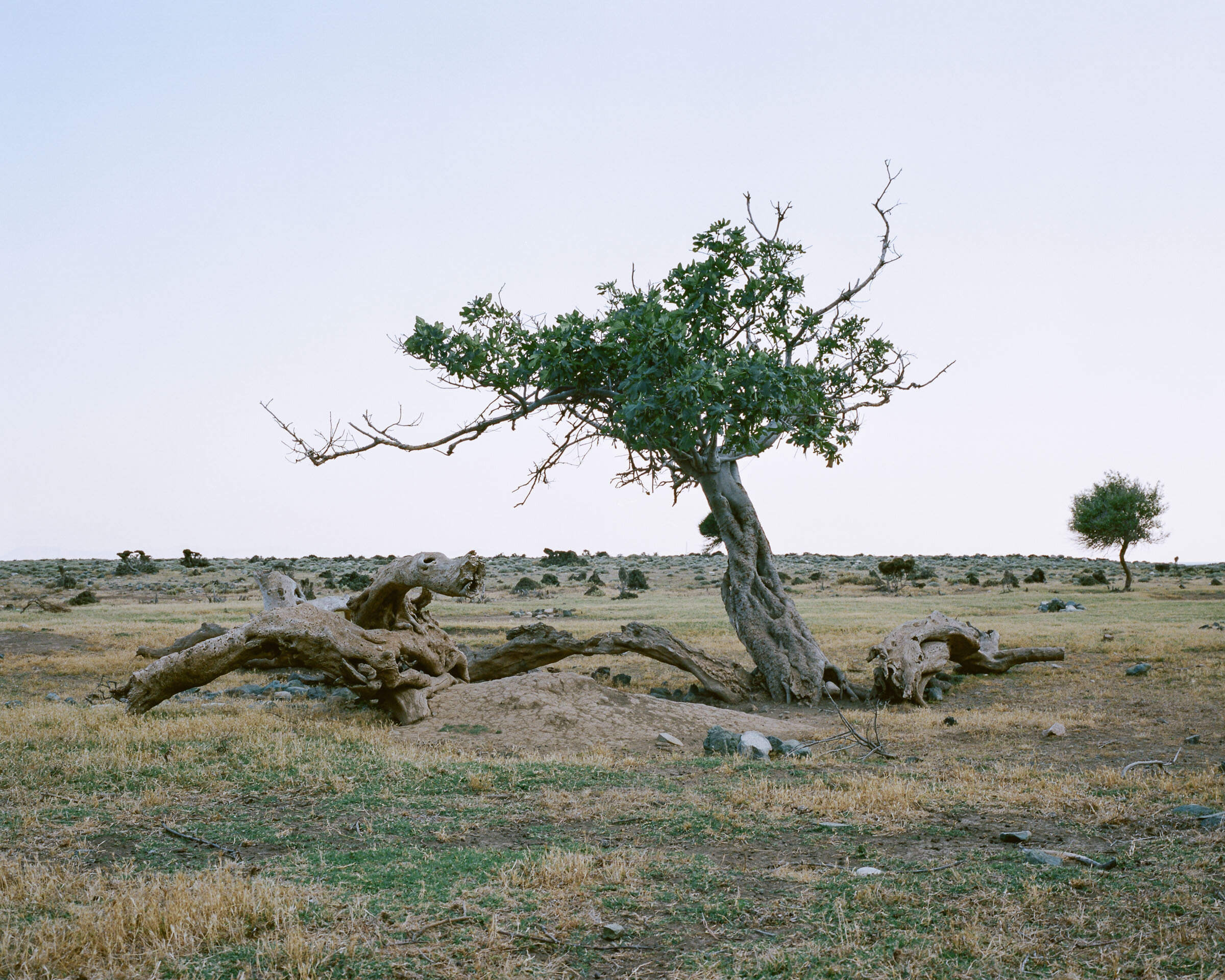 lone tree in a samothraki beach, 2014